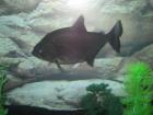 Piranha Serrasalmus Rhombeus Black Piranha